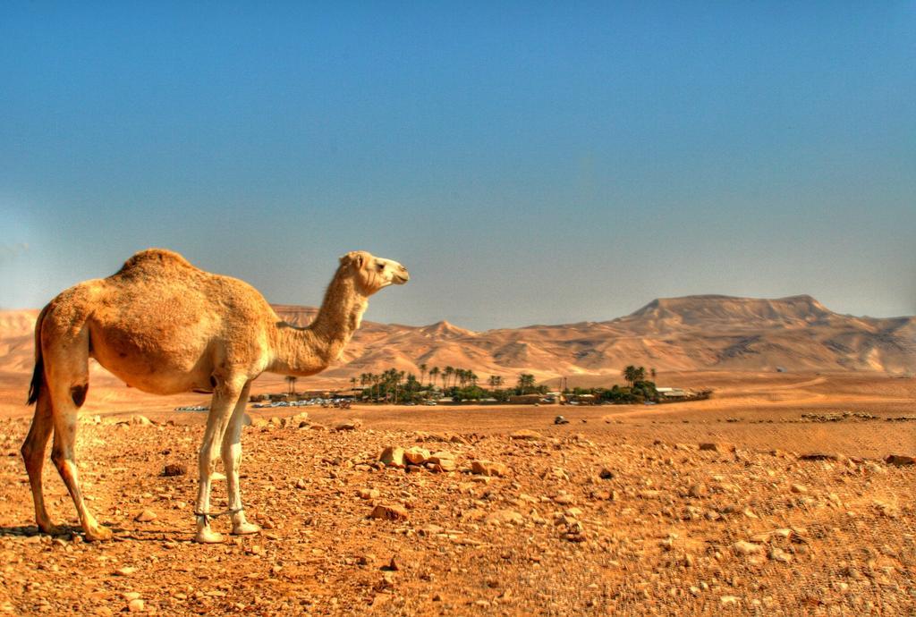 Kfar Hanokdim - Glamping & Camping Arad Eksteriør bilde